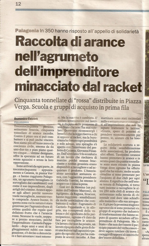 Raccolta di arance nell'agrumeto dell'imprenditore minacciato dal racket