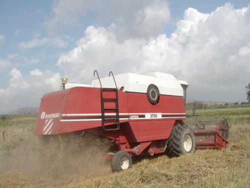 Mietitura del grano a Pignataro Maggiore