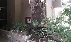 Albero Falcone a Palermo (Foto Repubblica.it)