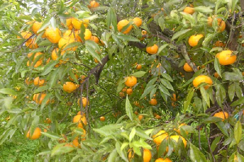 Agrumi Sicilia