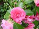 Maria Antonietta, un fiore nel nome