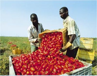 Braccianti agricoli