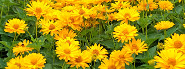 Fiori