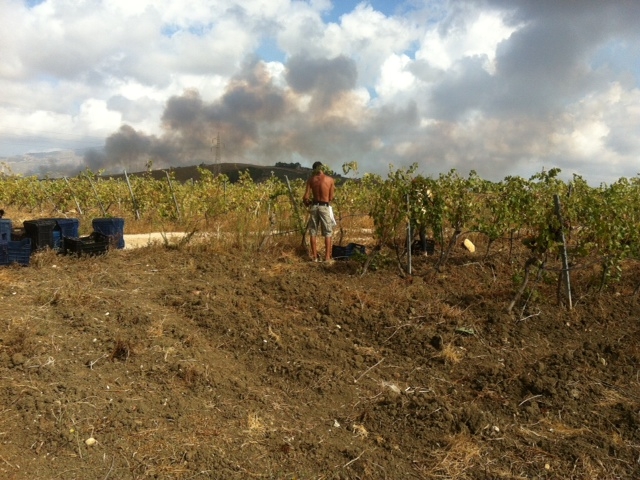 Vendemmia3