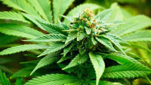 cannabis-fiore-mamme-a-spillo-salute