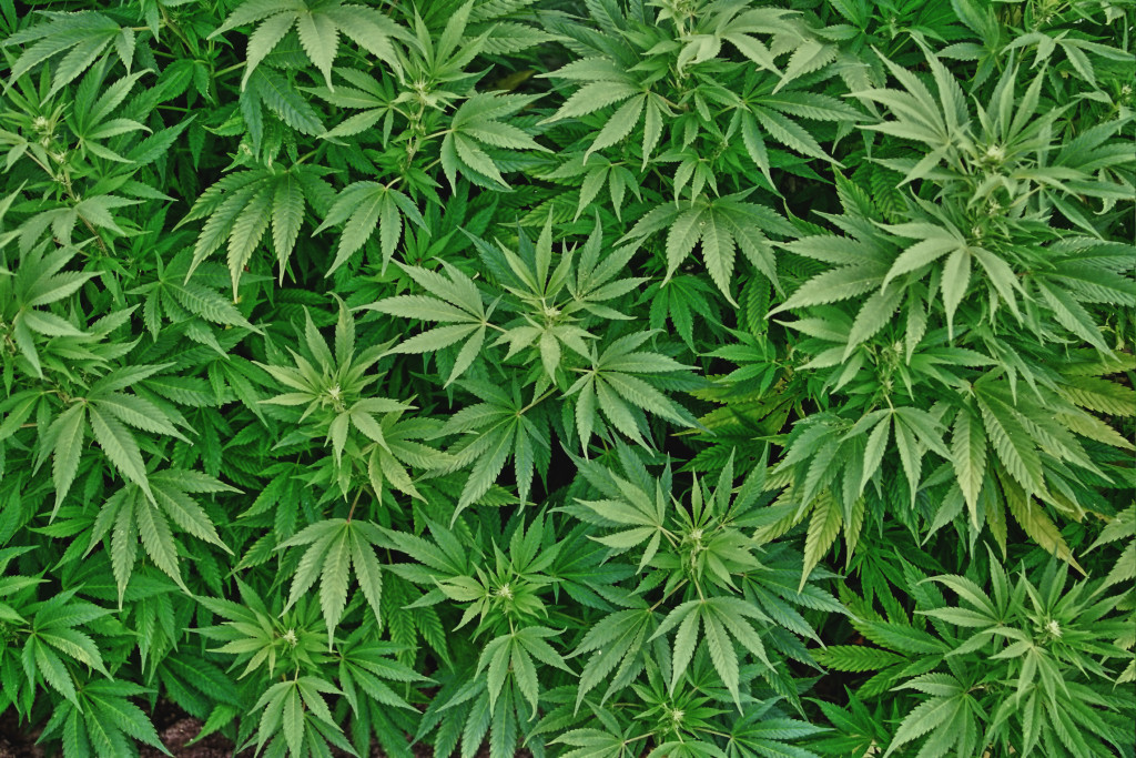 Cannabis a go-go