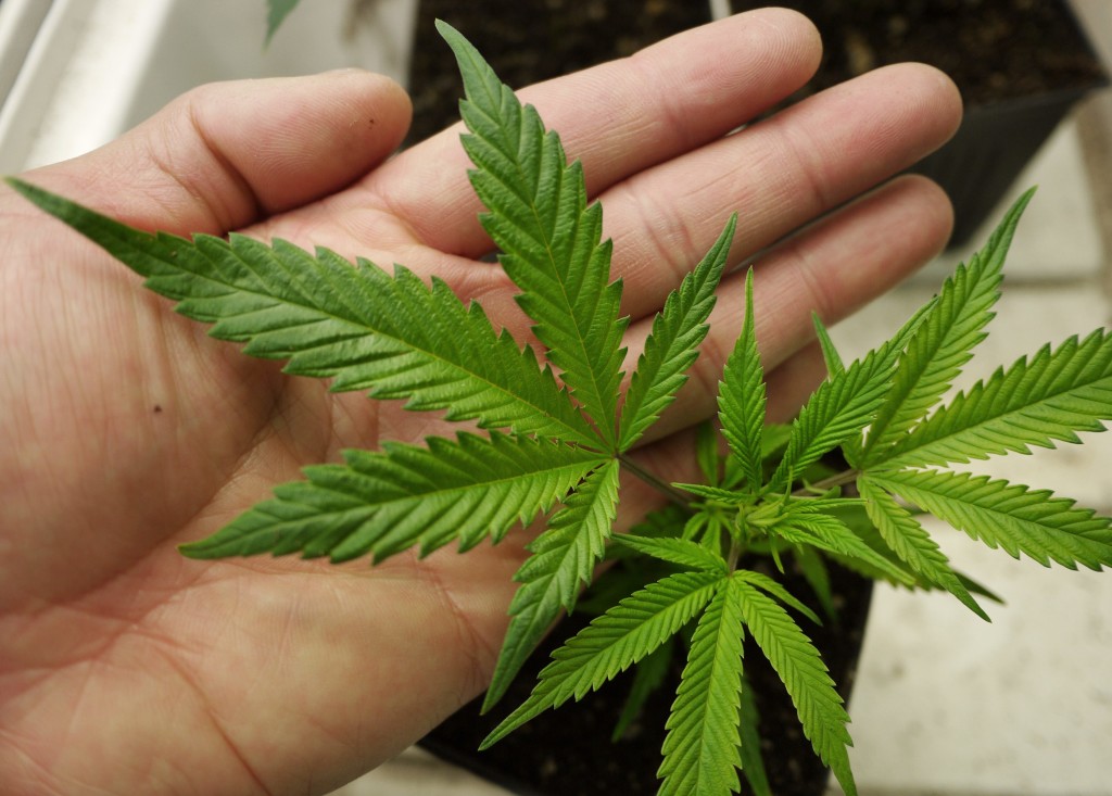 File photo of a medical marijuana starter plant