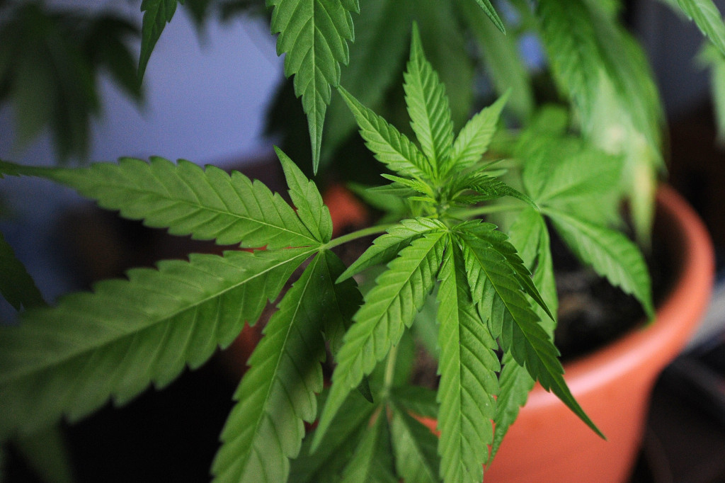 Marijuana in vaso