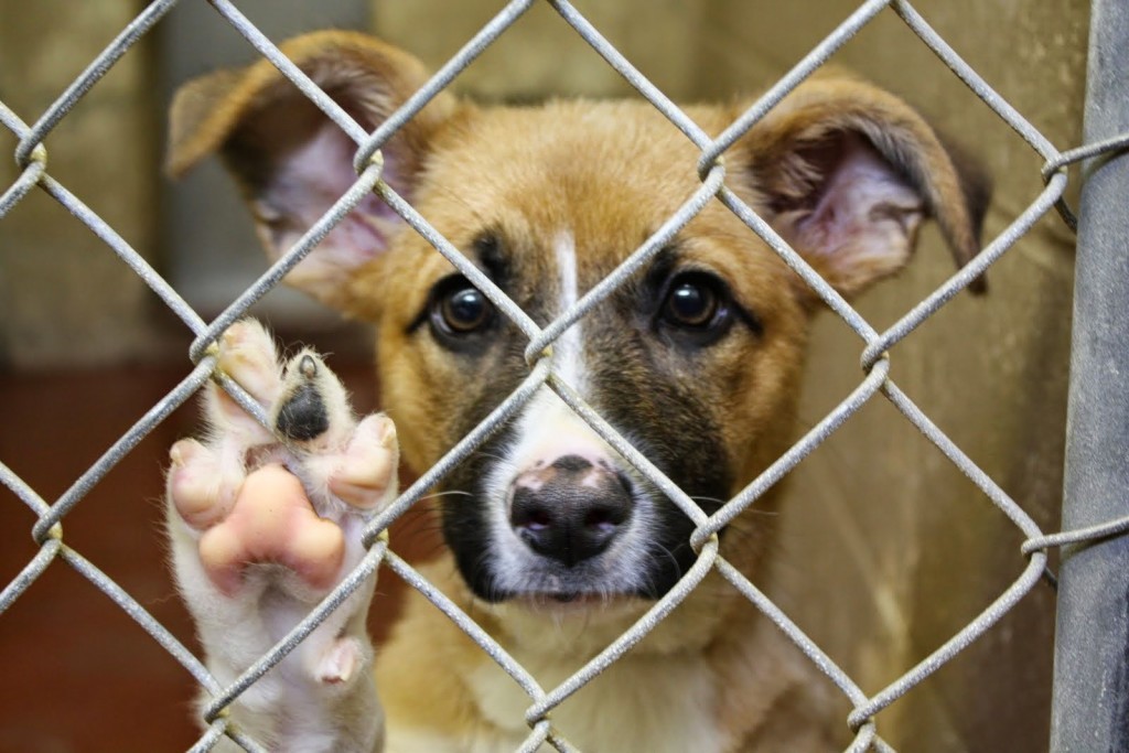 Crimini organizzati contro gli animali, il nuovo rapporto Zoomafia