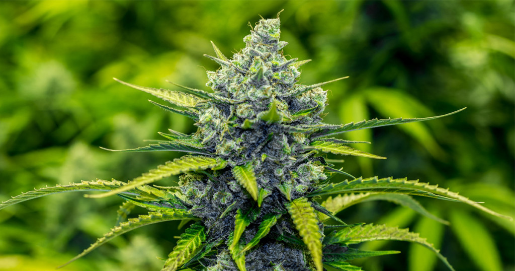 Marijuana