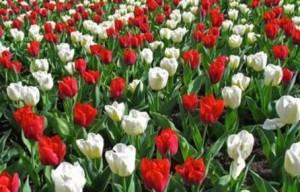 buon-25-aprile-9
