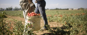 agromafie