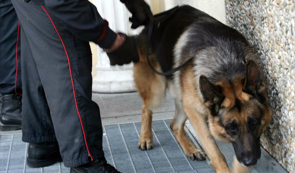 Cani antidroga carabinieri