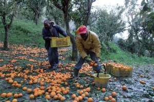 agromafie e caporalato