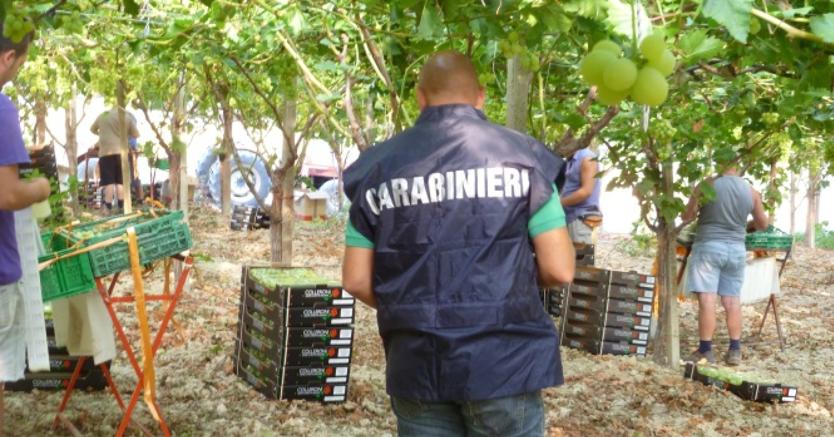 Carabinieri caporalato kaDI 835x437@IlSole24Ore Web