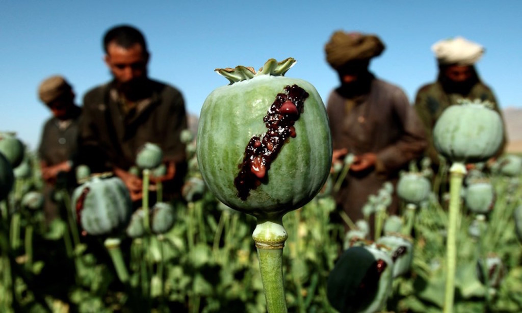 Oltrefrontiera Afghanistan oppio