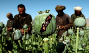 Oltrefrontiera_Afghanistan_oppio
