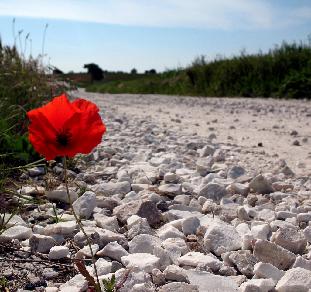 Fiore resistenza
