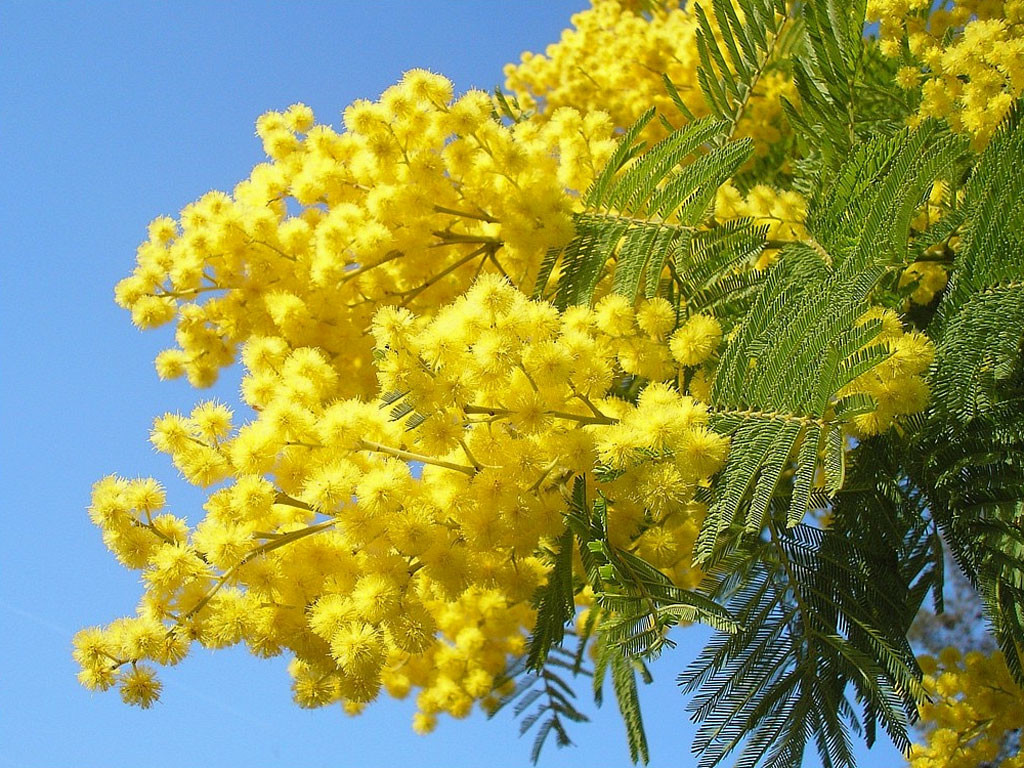 Prima dell’8 marzo