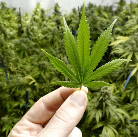 Cannabis