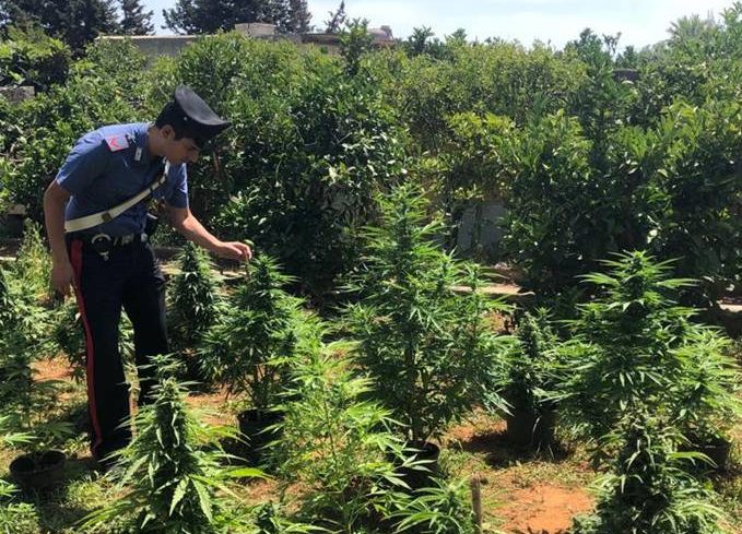 Marijuana made in Italy: prove di coltura intensiva