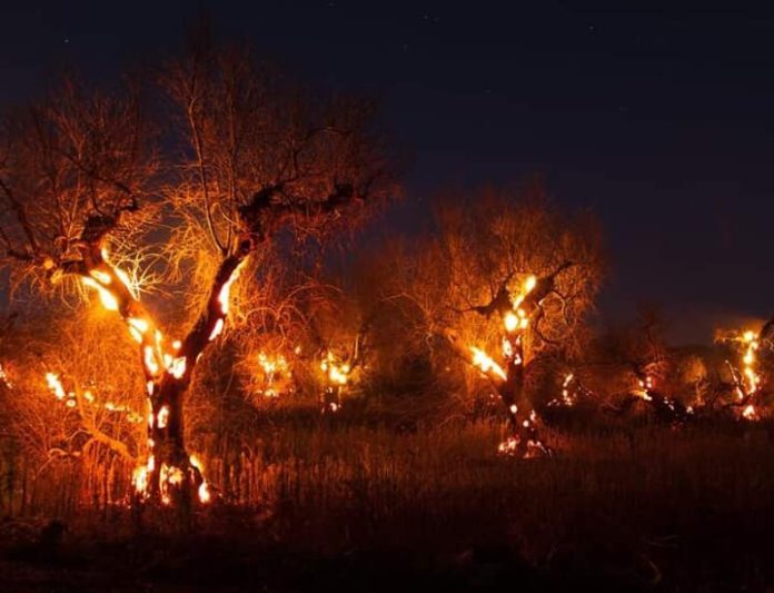 Ulivo in fiamme