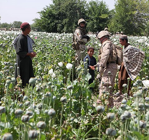 Opium poppies in Helmand