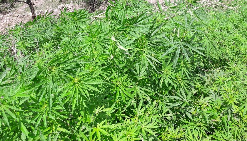Cannabis
