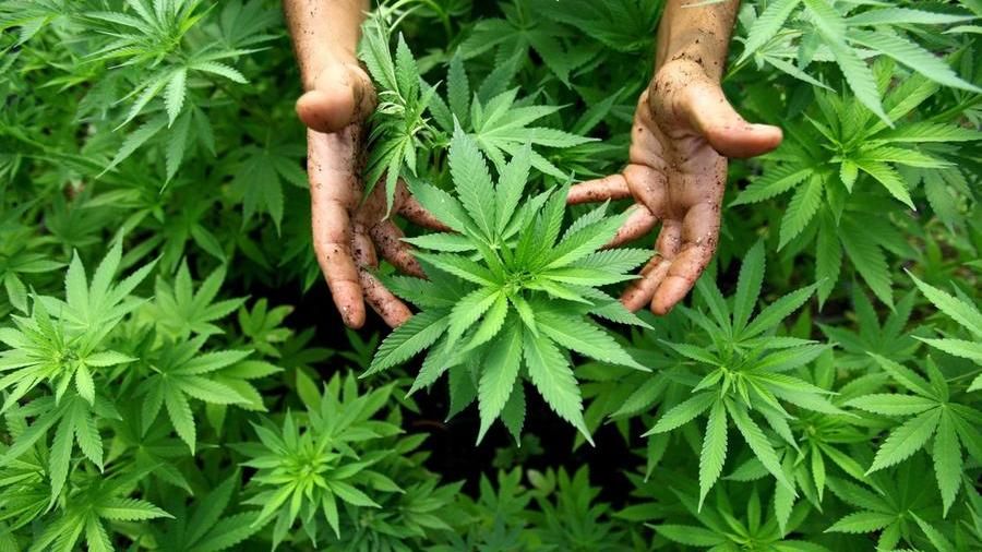 Cannabis