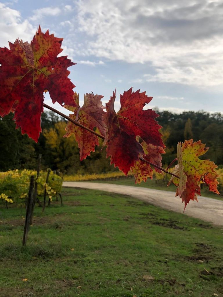 Foglie autunno