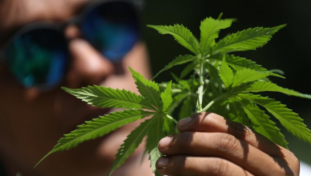 Cannabis pianta