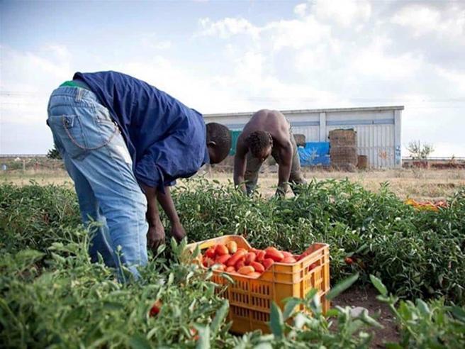 Contro il caporalato, per il lavoro regolare