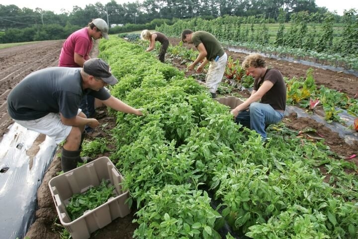 La necessità di un’agricoltura naturale