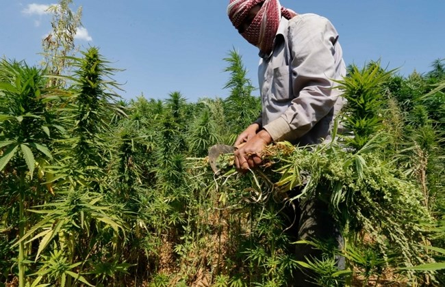 Marocco kif marijuana rif