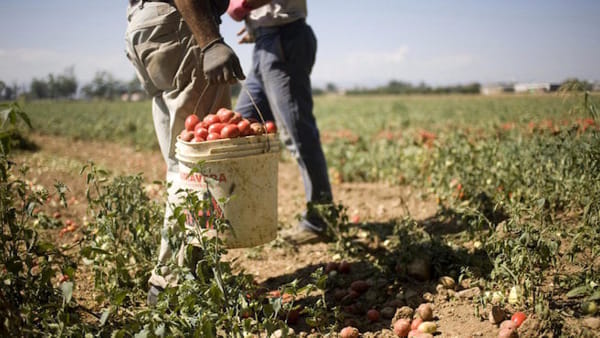 Caporalato immigrati agricoltura