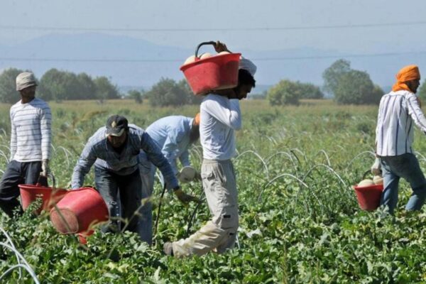 Agromafie caporalato