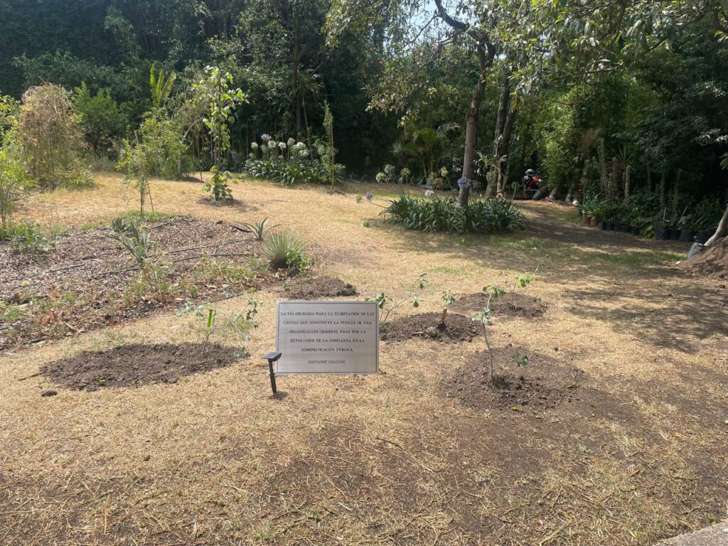 Albero messico