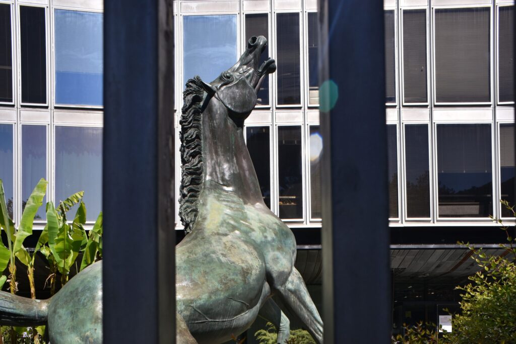 Cavallo rai